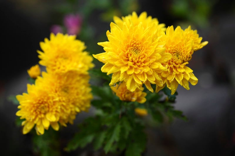 Chrysanthemum Festival (The Choyo Festival):the ninth day of the ninth month