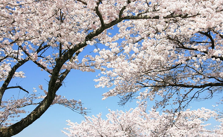 Exploring the Serenity of Hanami and Japanese Traditional Handcrafts